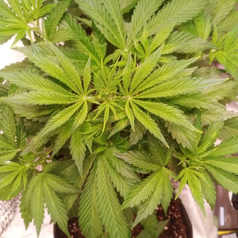 Gelato Auto #1 growlog timeline photo
