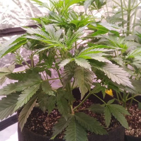 Gelato Auto #1 growlog timeline photo