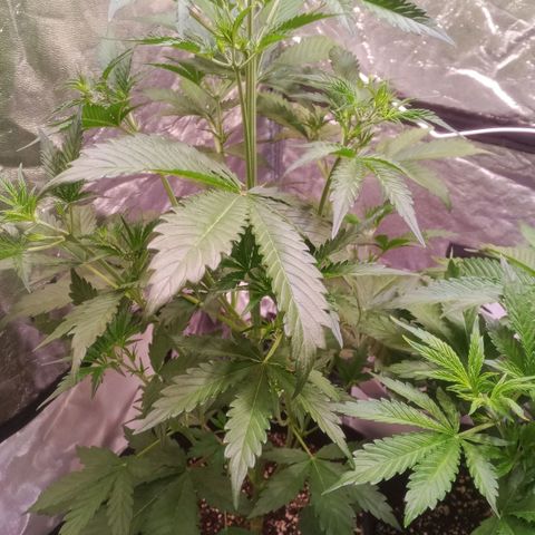 Gelato Auto #2 growlog timeline photo