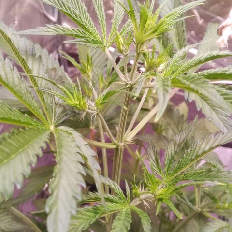 Gelato Auto #2 growlog timeline photo