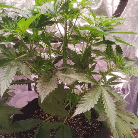 Gelato Auto #1 growlog timeline photo