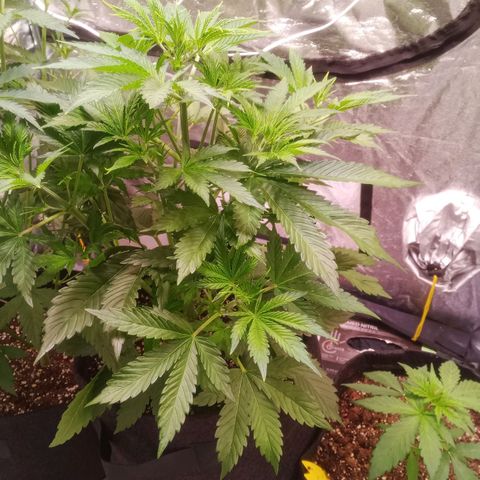 Gelato Auto #1 growlog timeline photo