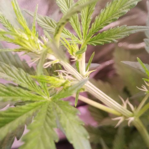 Gelato Auto #2 growlog timeline photo