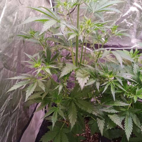 Gelato Auto #2 growlog timeline photo