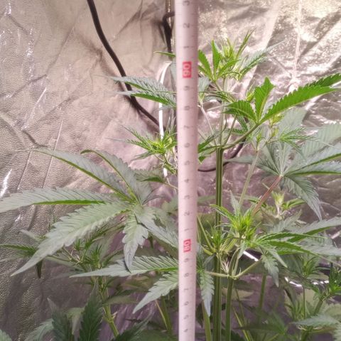 Gelato Auto #2 growlog timeline photo