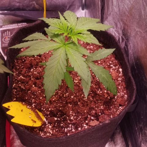 AK 420 growlog timeline photo