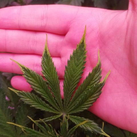 Gelato Auto #1 growlog timeline photo