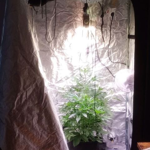 AK 420 growlog timeline photo