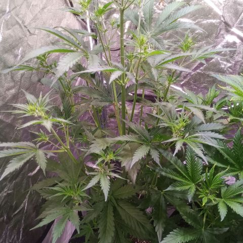 Gelato Auto #2 growlog timeline photo