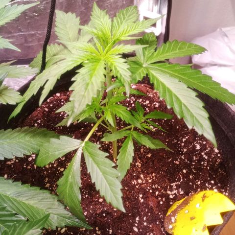 AK 420 growlog timeline photo