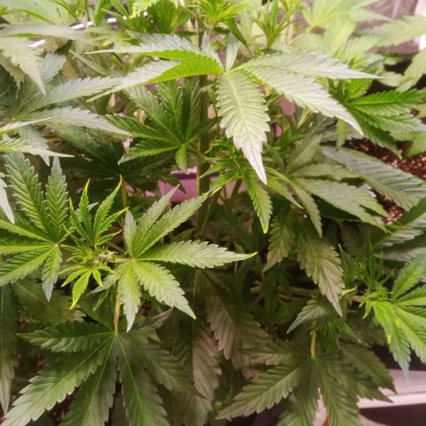 Gelato Auto #1 growlog timeline photo