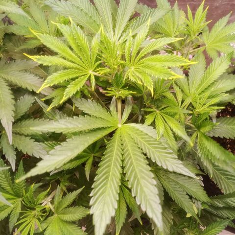 Gelato Auto #1 growlog timeline photo