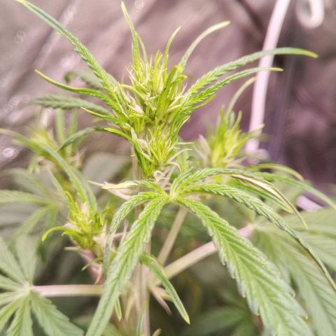 Gelato Auto #2 growlog timeline photo