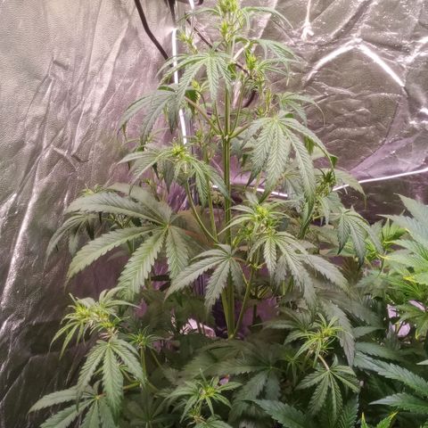 Gelato Auto #2 growlog timeline photo