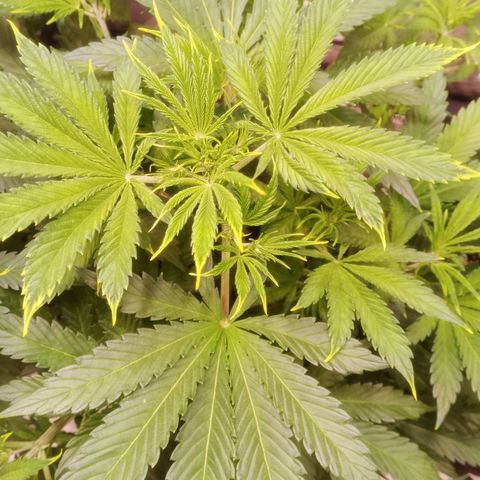 Gelato Auto #1 growlog timeline photo