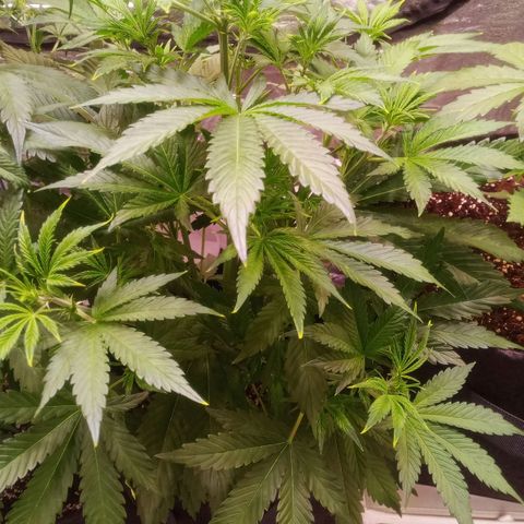 Gelato Auto #1 growlog timeline photo