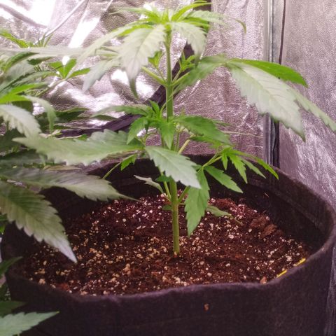 AK 420 growlog timeline photo