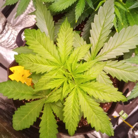 AK 420 growlog timeline photo