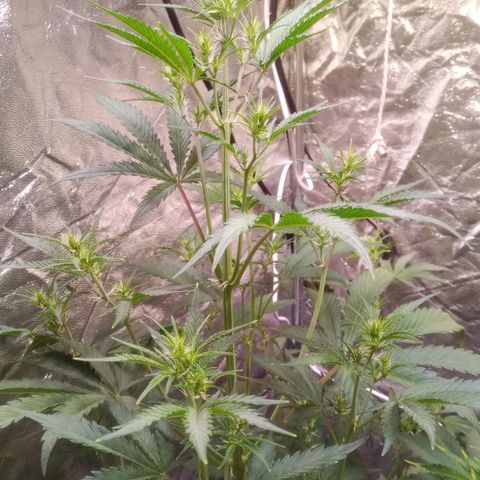 Gelato Auto #2 growlog timeline photo