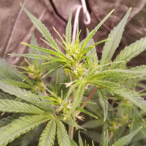Gelato Auto #2 growlog timeline photo
