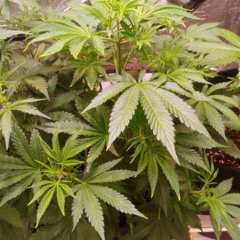 Gelato Auto #1 growlog timeline photo