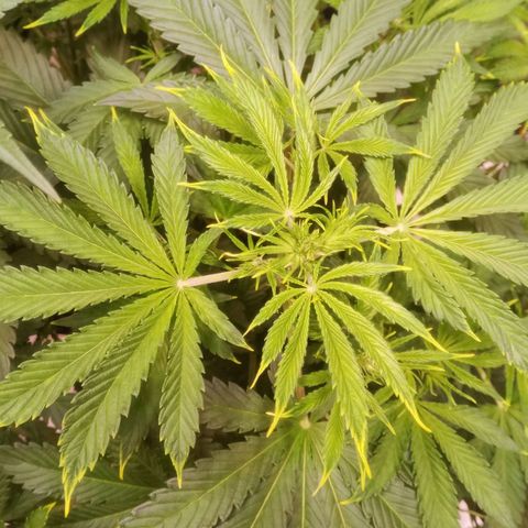 Gelato Auto #1 growlog timeline photo