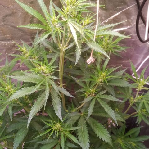 Gelato Auto #2 growlog timeline photo