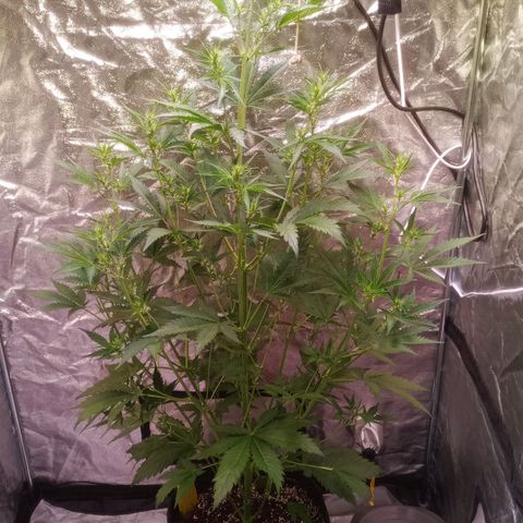 Gelato Auto #2 growlog timeline photo