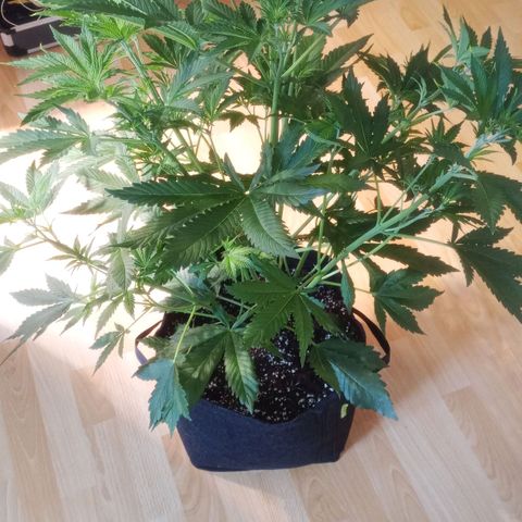 Gelato Auto #1 growlog timeline photo