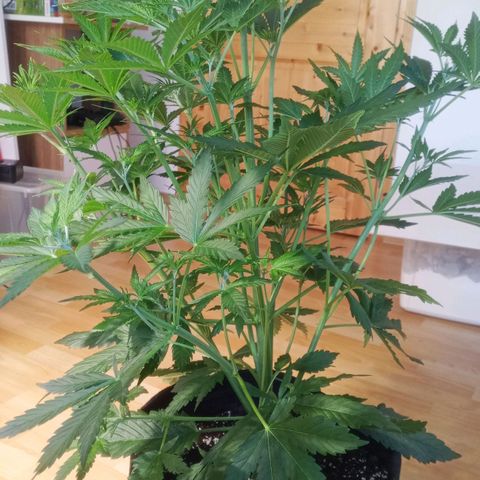 Gelato Auto #1 growlog timeline photo