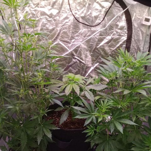 AK 420 growlog timeline photo