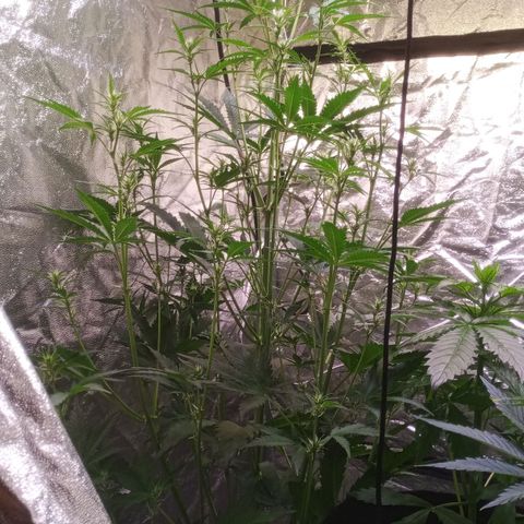 Gelato Auto #2 growlog timeline photo