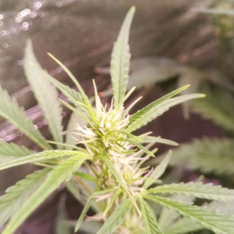 Gelato Auto #2 growlog timeline photo