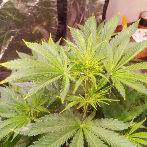 Gelato Auto #1 growlog timeline photo