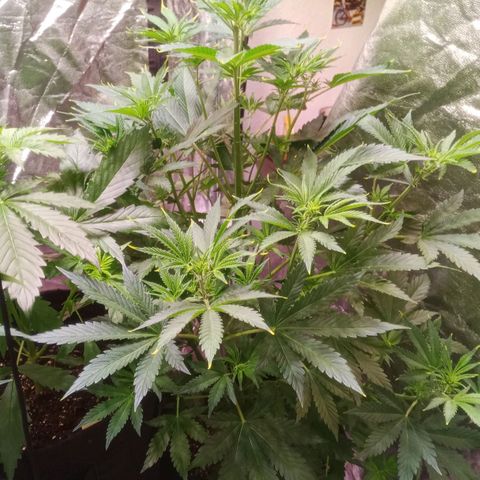 Gelato Auto #1 growlog timeline photo