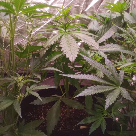 AK 420 growlog timeline photo