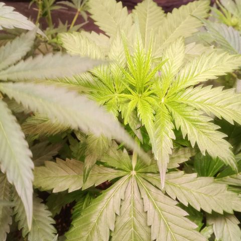 AK 420 growlog timeline photo