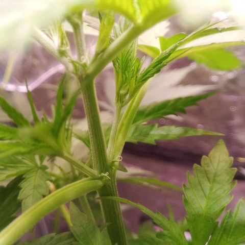 AK 420 growlog timeline photo