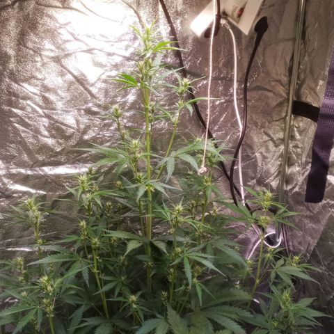Gelato Auto #2 growlog timeline photo