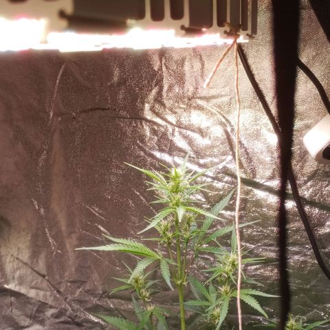 Gelato Auto #2 growlog timeline photo