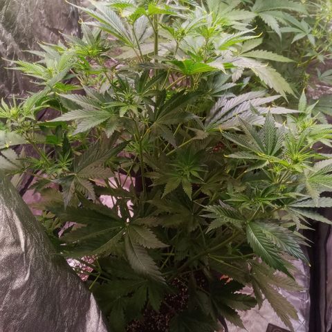 Gelato Auto #1 growlog timeline photo