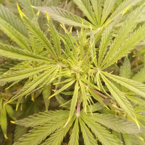Gelato Auto #1 growlog timeline photo
