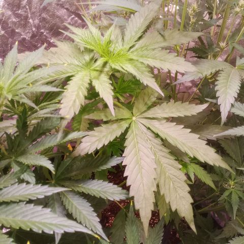 AK 420 growlog timeline photo