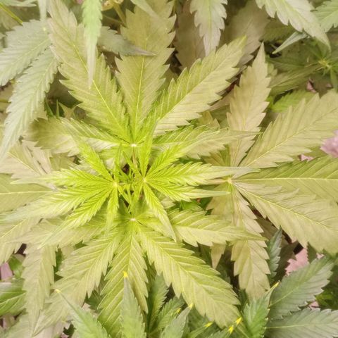 AK 420 growlog timeline photo