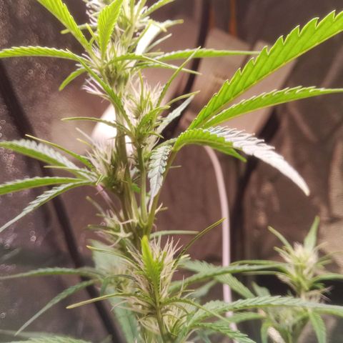 Gelato Auto #2 growlog timeline photo