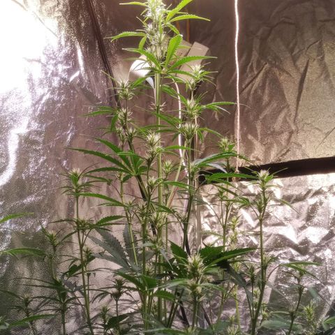 Gelato Auto #2 growlog timeline photo