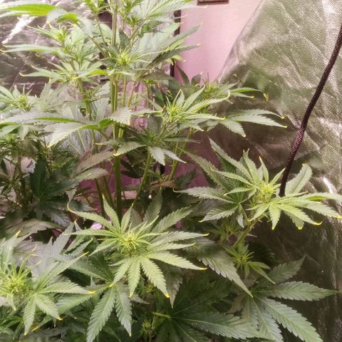 Gelato Auto #1 growlog timeline photo