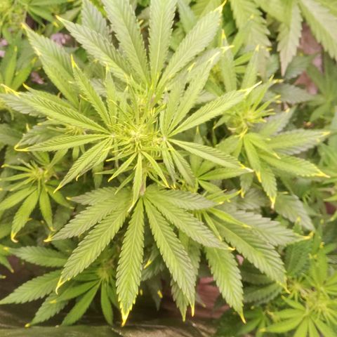 Gelato Auto #1 growlog timeline photo