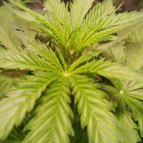 AK 420 growlog timeline photo