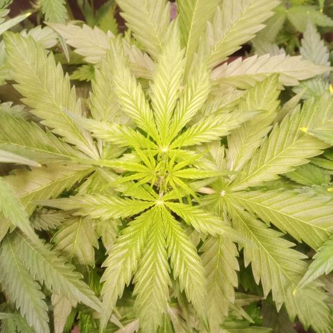 AK 420 growlog timeline photo